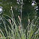 Carex paniculata