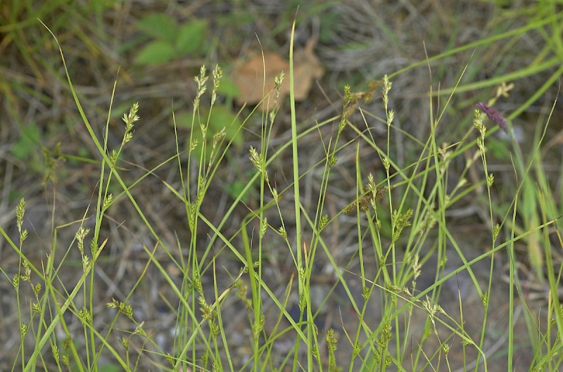 Carex remota - © Charles Hipkin