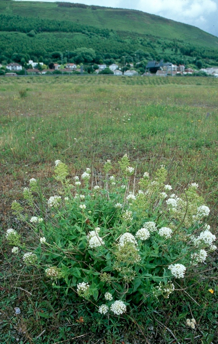 Centranthus ruber - © Charles Hipkin