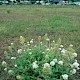 Centranthus ruber