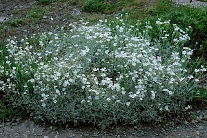 Cerastium tomentosum Snow-in-summer