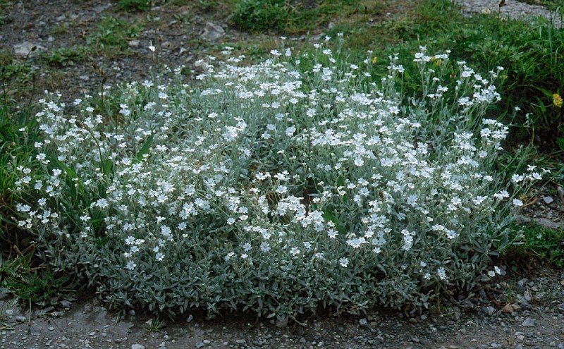 Cerastium tomentosum - © Charles Hipkin