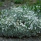 Cerastium tomentosum