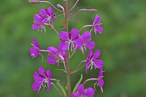 Chamerion angustifolium Rosebay Willowherb