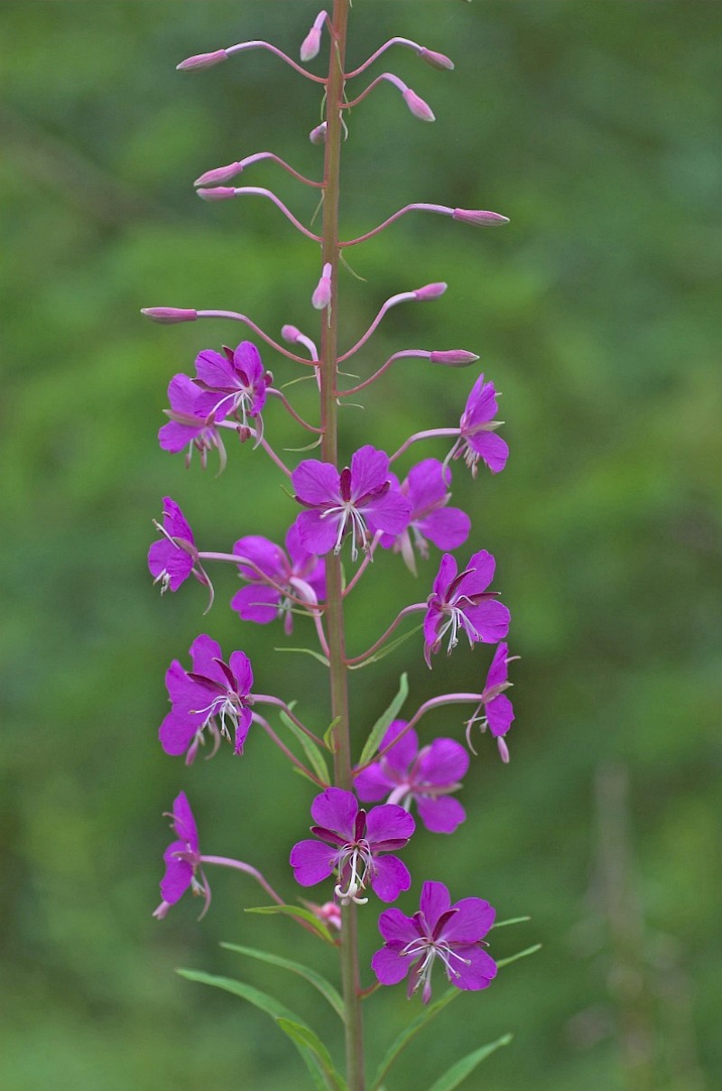 Chamerion angustifolium - © Charles Hipkin