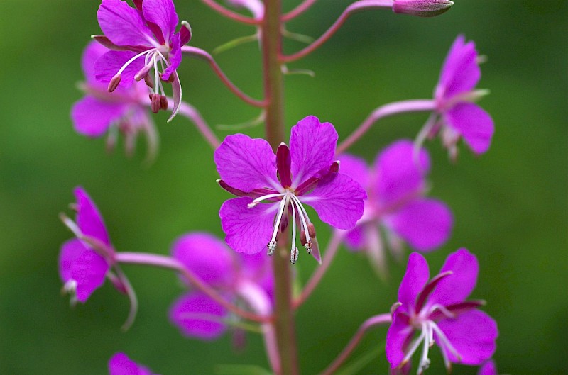 Chamerion angustifolium - © Charles Hipkin