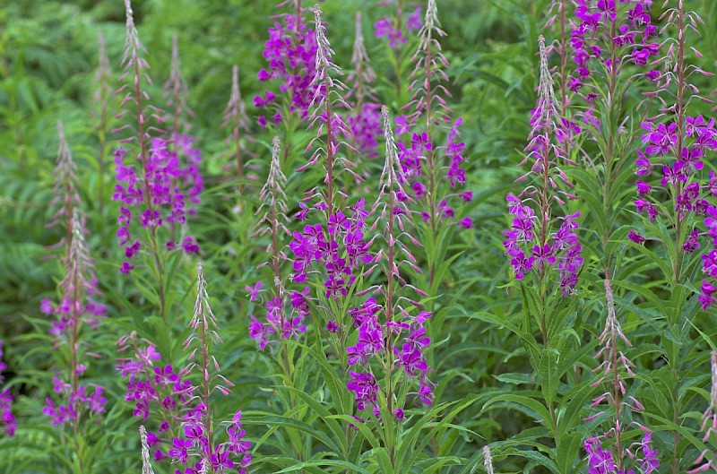 Chamerion angustifolium - © Charles Hipkin