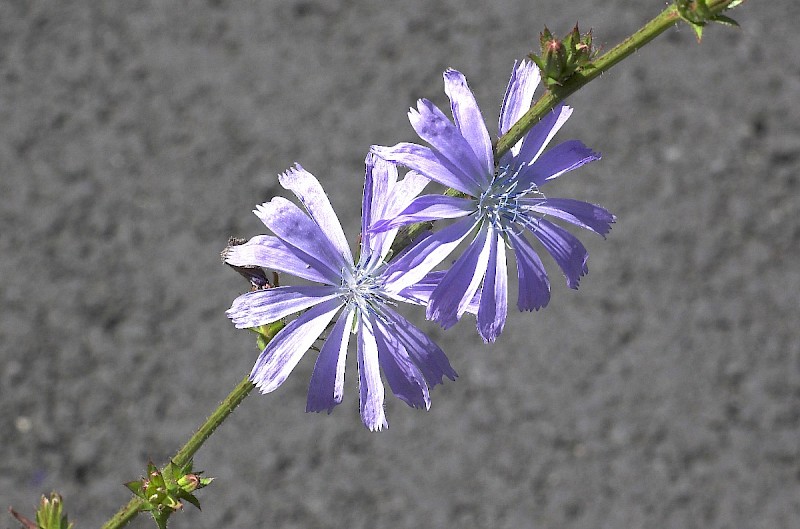 Cichorium intybus - © Charles Hipkin