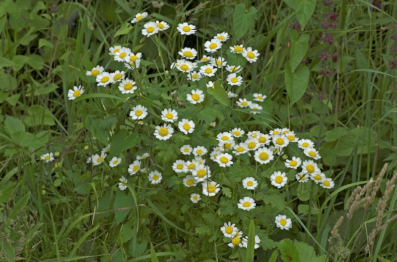 Tanacetum parthenium - © Charles Hipkin