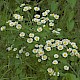 Tanacetum parthenium