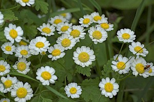 Tanacetum parthenium Feverfew