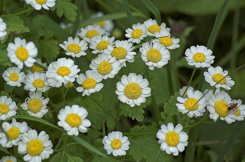 Tanacetum parthenium - © Charles Hipkin