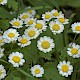 Tanacetum parthenium