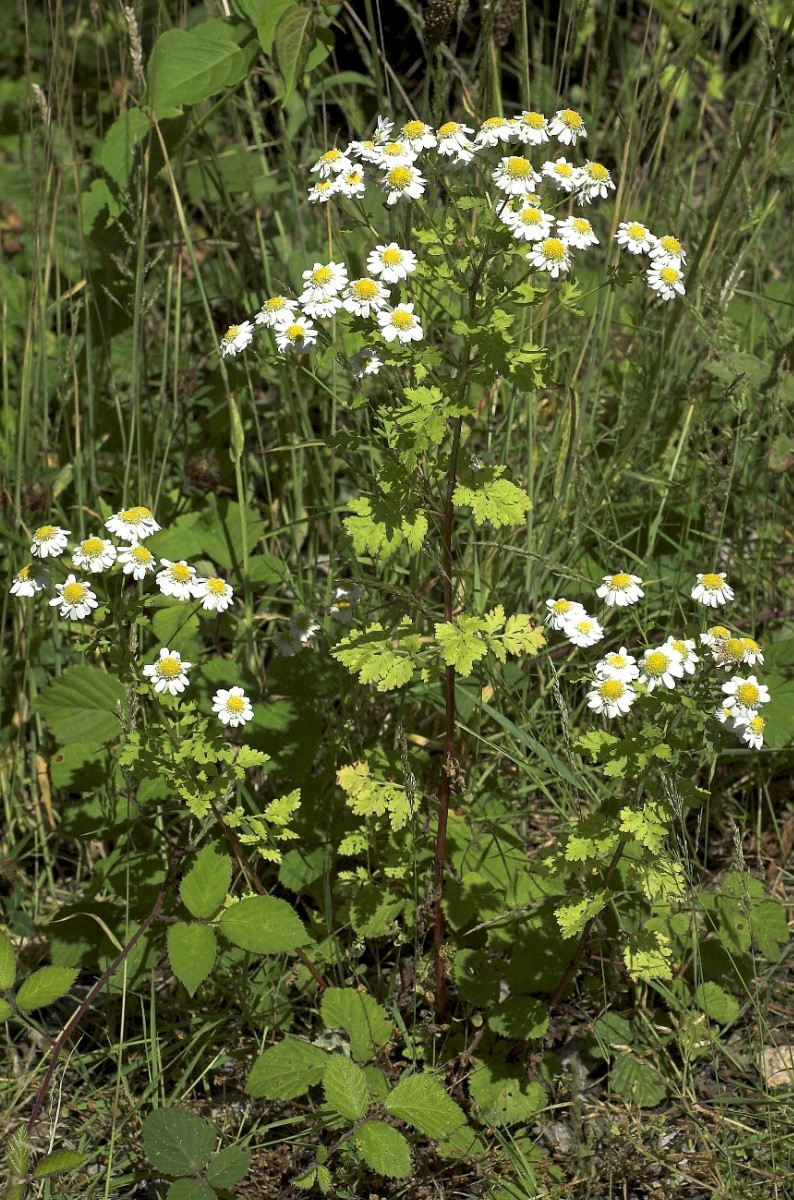 Tanacetum parthenium - © Charles Hipkin