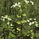 Tanacetum parthenium