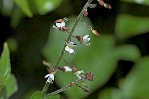 Circaea lutetiana Enchanter's-nightshade