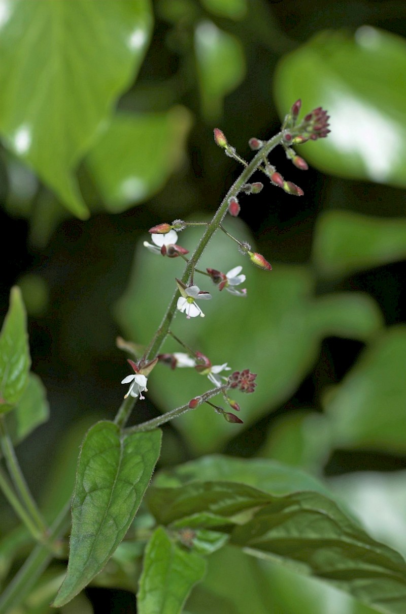 Circaea lutetiana - © Charles Hipkin