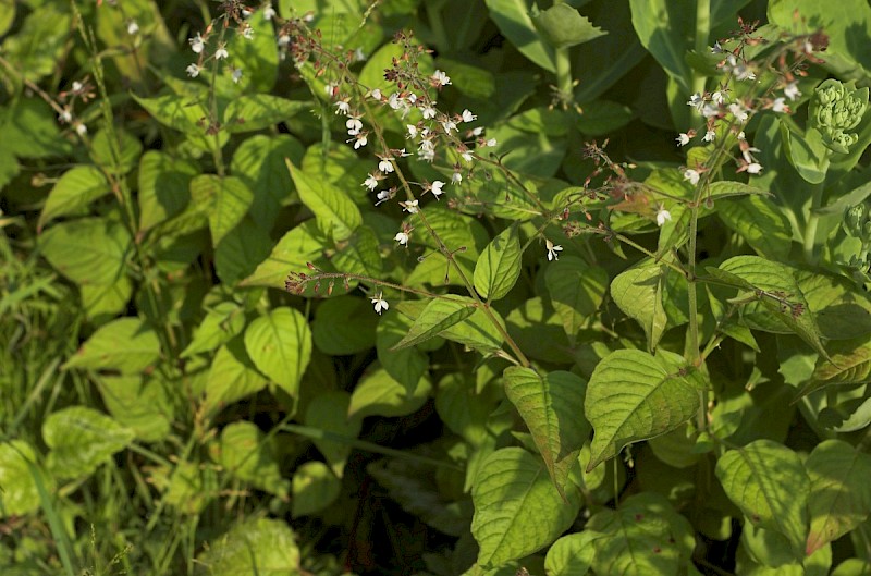 Circaea lutetiana - © Charles Hipkin