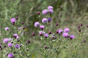 Cirsium arvense Creeping Thistle