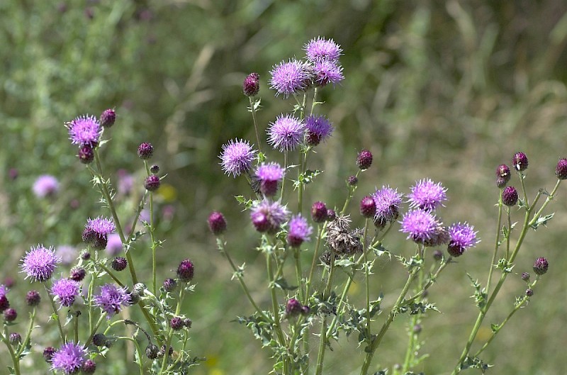 Cirsium arvense - © Charles Hipkin