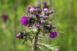 Cirsium palustre Marsh Thistle