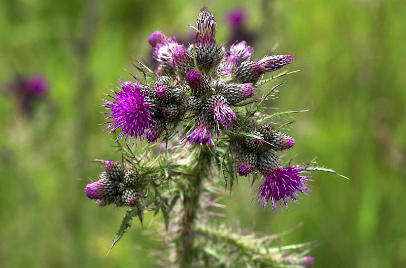 Cirsium palustre - © Charles Hipkin