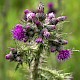 Cirsium palustre