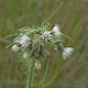 Cirsium palustre