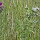 Cirsium palustre