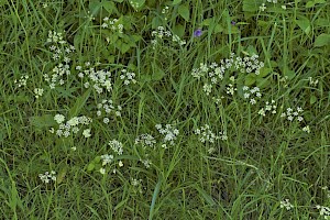 Conopodium majus Pignut