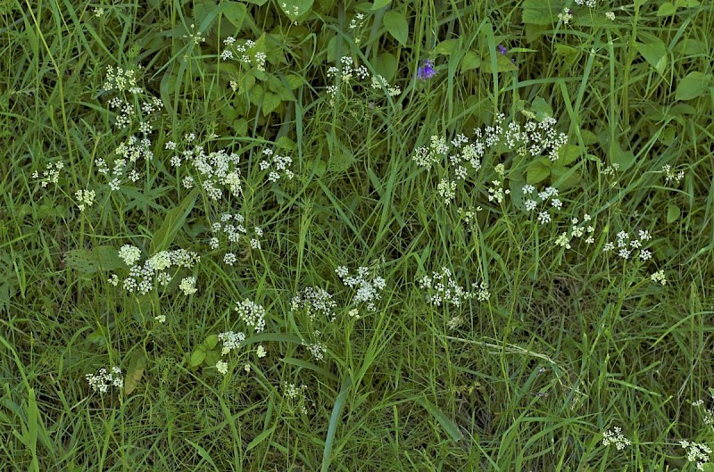 Conopodium majus - © Charles Hipkin