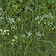 Conopodium majus