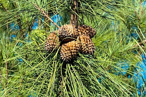 Pinus nigra Austrian Pine / Corsican Pine