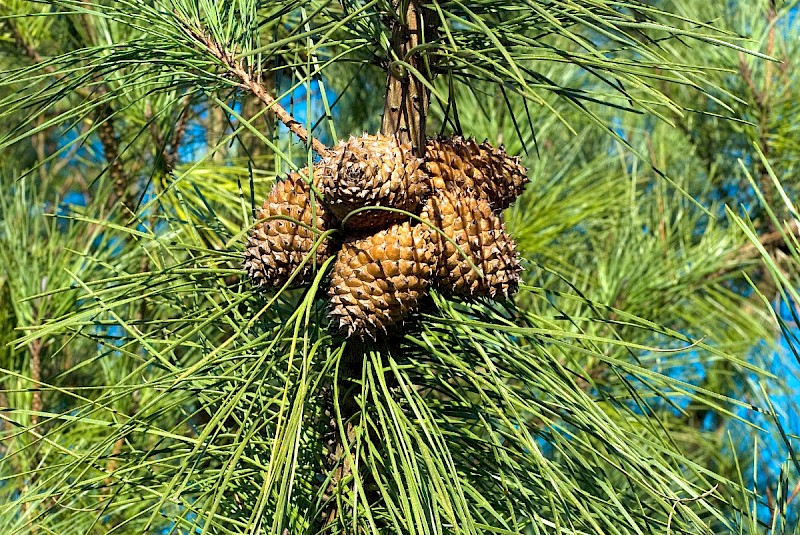 Pinus nigra - © Charles Hipkin