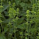 Cruciata laevipes