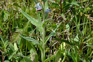 Cynoglossum officinale Hound's-tongue