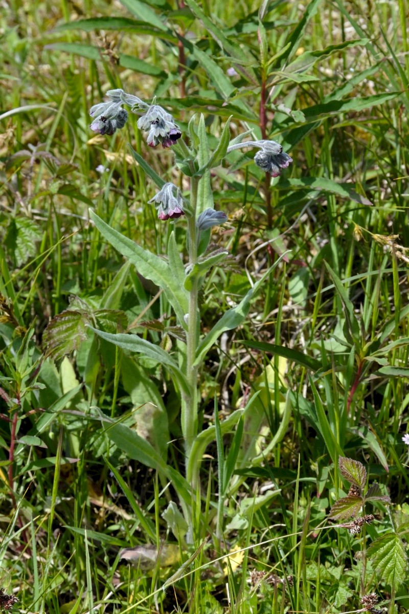 Cynoglossum officinale - © Charles Hipkin