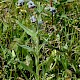 Cynoglossum officinale