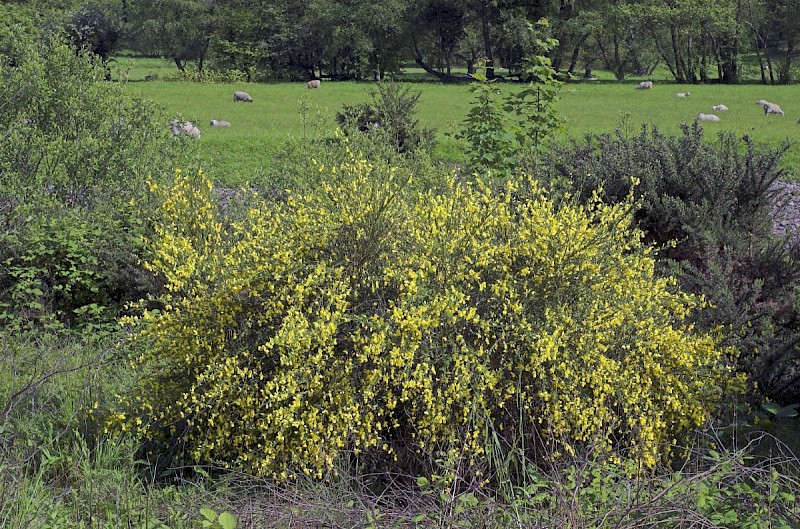 Cytisus scoparius - © Charles Hipkin