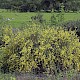 Cytisus scoparius