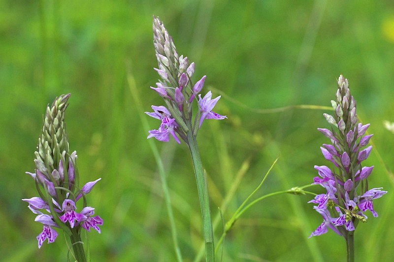 Dactylorhiza fuchsii - © Charles Hipkin