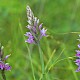 Dactylorhiza fuchsii