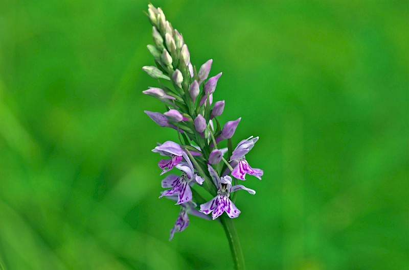 Dactylorhiza fuchsii - © Charles Hipkin