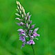 Dactylorhiza fuchsii