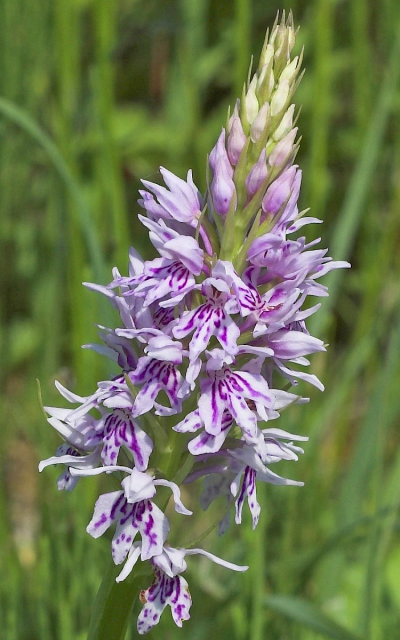 Dactylorhiza fuchsii - © Charles Hipkin