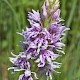 Dactylorhiza fuchsii