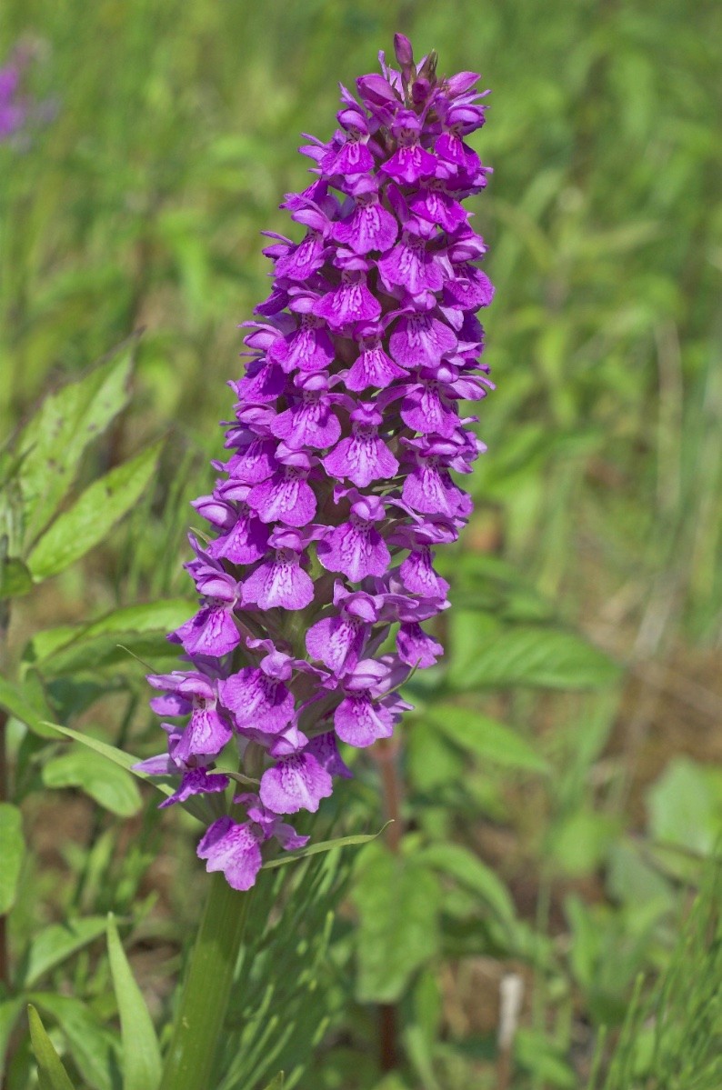 Dactylorhiza praetermissa - © Charles Hipkin