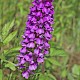 Dactylorhiza praetermissa