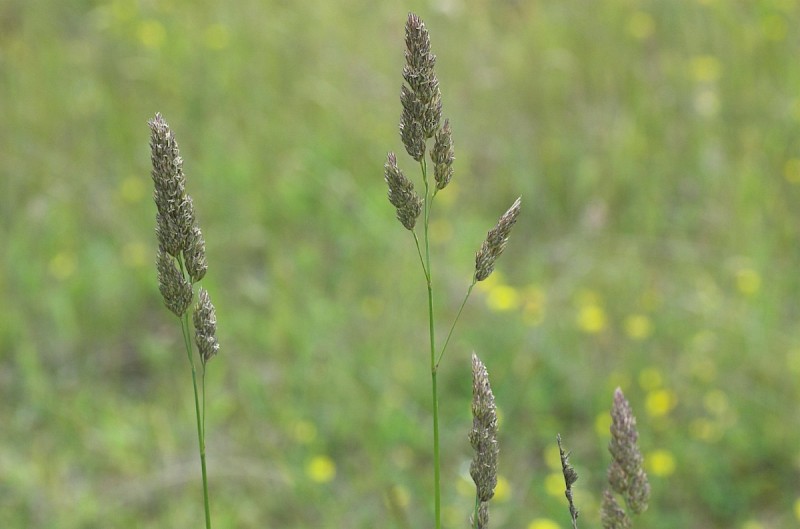 Dactylis glomerata - © Charles Hipkin