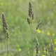 Dactylis glomerata